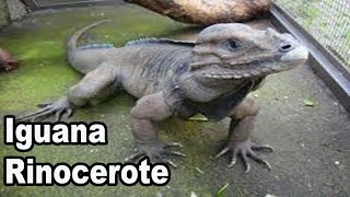 Terrario Con Iguana Rinoceronte (Cyclura cornuta)