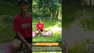 Panen Bersama Kang Samsudi #kelengkeng #pertanian #buah #reels #petani #fyp #farming #video #petani