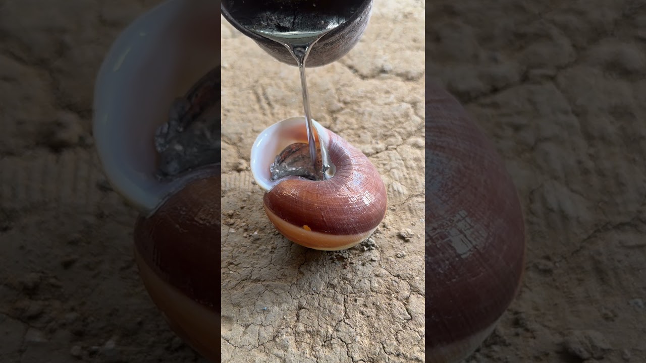 Unique Pouring Molten Silver Snail Shell from Scrap Perfect Restoration 