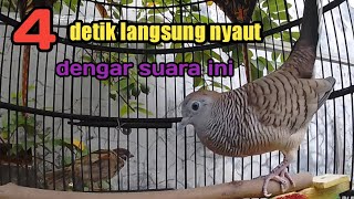 Perkutut lokal gacor suara khas tiada duanya.