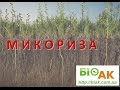 Встреча с поставщиком микоризных препаратов. Вопросы и ответы