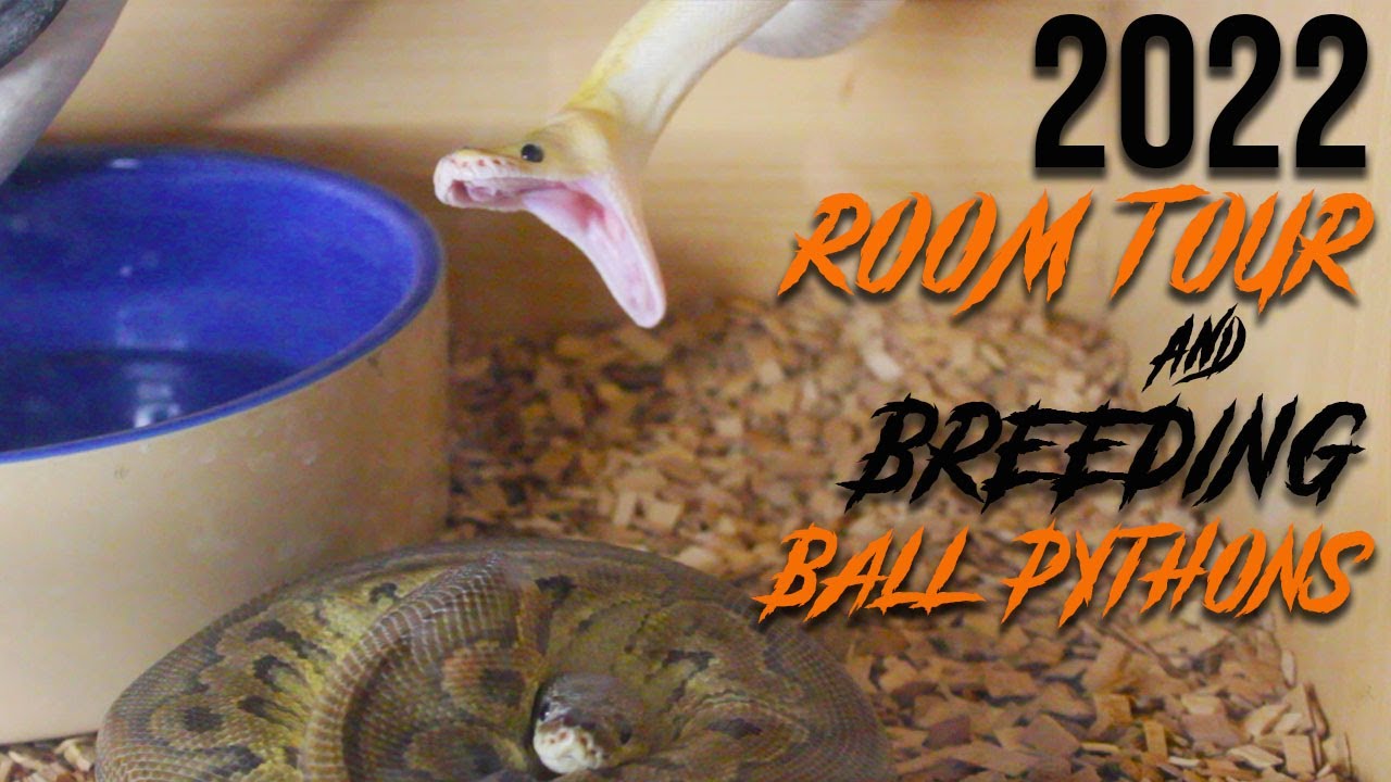 2022 Room Tour & Breeding Ball Pythons - YouTube