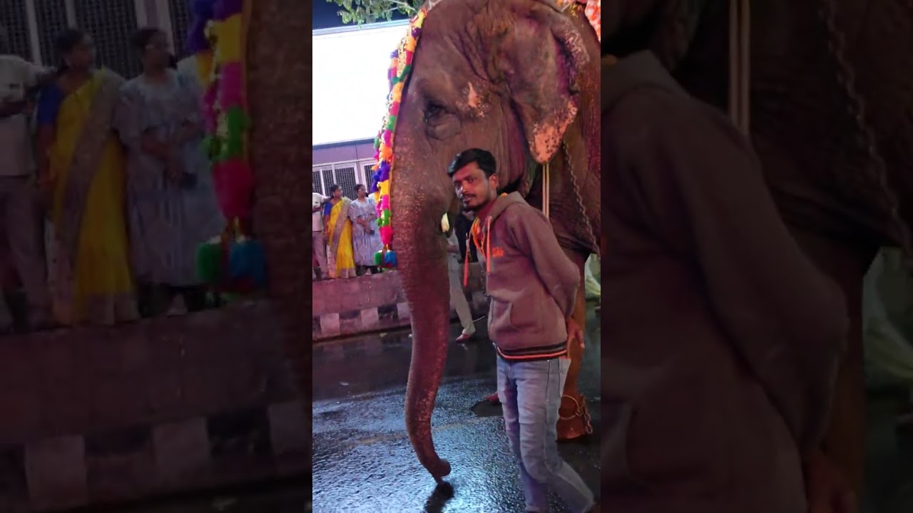 Elephant in god procession #shorts