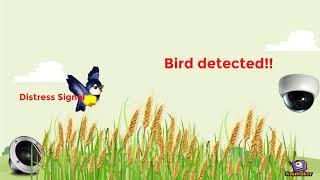 Bird Detector