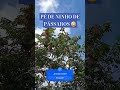 A árvore dos pássaros.