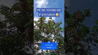 A árvore dos pássaros.