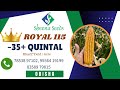 Sheena seeds  royal 115  sudarsan nayak feedback