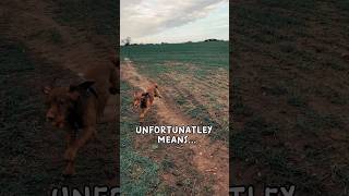 First Dog Walk Of 2024, Happy New Year To All