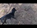 У нас новенькая в приюте....