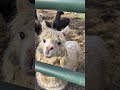 Alpaca Barn Clean up, COLD MANURE for the Garden #alpaca #manure #homestead