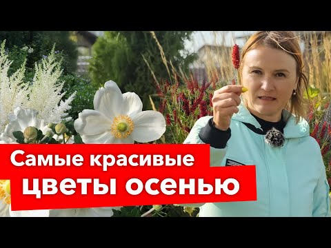 5 МНОГОЛЕТНИХ ЦВЕТОВ, ОТ КОТОРЫХ ГЛАЗ НЕ ОТОРВАТЬ ДО ГЛУБОКОЙ ОСЕНИ!