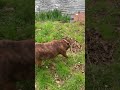 WHERE’S THE FISHIES AT 🎣 #pets #fish #fishing #dogs #dog #carpfishing #angling