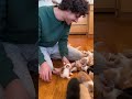 Living with 20 kittens 🐱#lifewithkittens #babykittens #kitten #cat