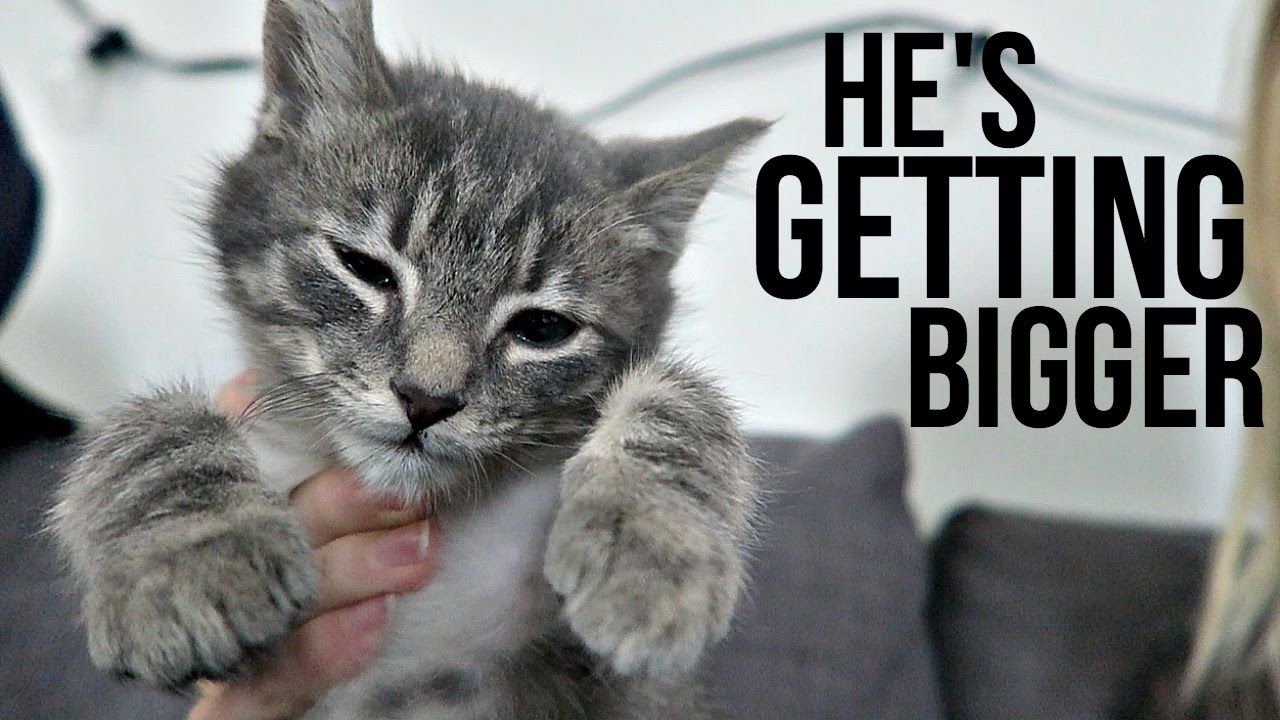 HE'S GETTING BIGGER! - YouTube