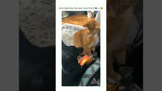 what tha cat doin #funny #cats #viral