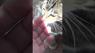 Bengal Kitten Bella Bites and Licks My Hand in Heartwarming Affection #shorts #animals #kajacattery