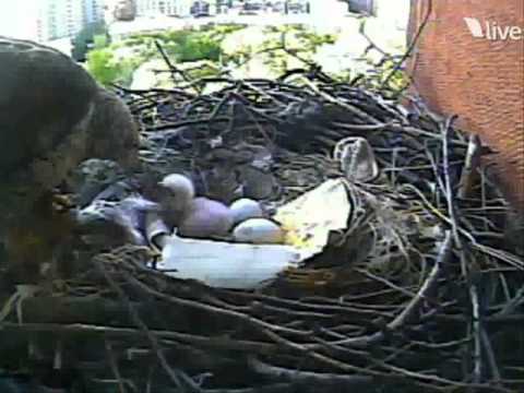 Violet Feeds Chick, Leg Swollen - NYT Red Hawk Cam...