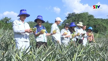 Hội nghị đầu bờ đánh giá mô hình trồng thâm canh dứa năm 2023