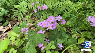 Texas wildflowers impacted by drought, leads to patchy, shorter season