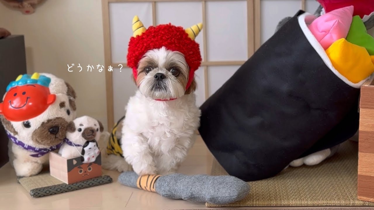 シーズー】仲間に入りたすぎた結果こうなりましたw w w【犬Vlog