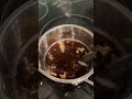 Learned it on TikTok, smells so good and works great 👍🏻