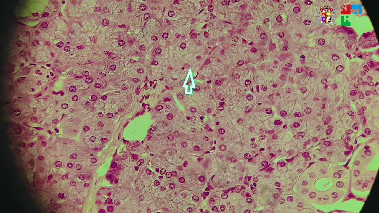 THỰC HÀNH MÔ PHÔI- SOI TIÊU BẢN Tiểu thùy gan, Tuyến nước bọt, Tụy ...