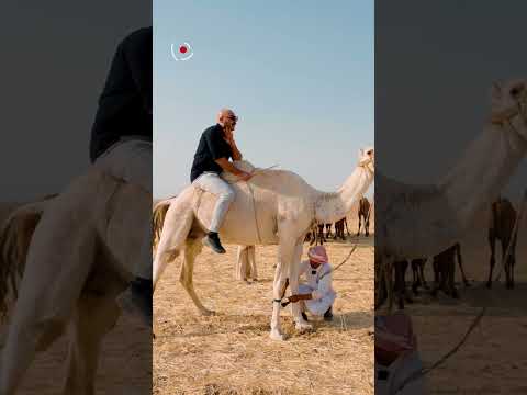شعور غريب اثناء ركوب الإبل منو بيكم مجرب