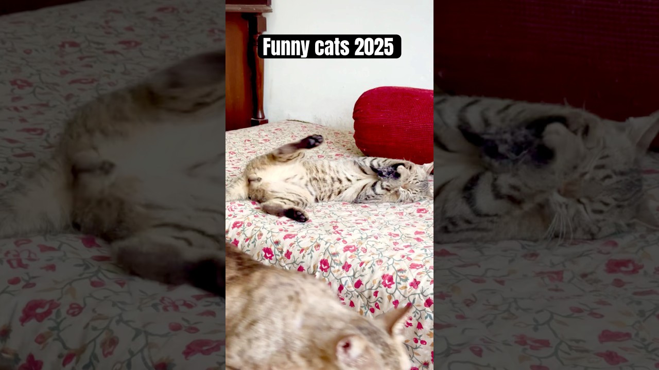 This cat duo is chaos! 😹