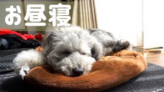 🐶 【癒し】犬がお昼寝したくてウトウトする動画 【dog】【toy poodle】
