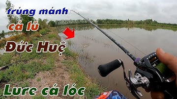 Câu Lure Cá Lóc ✅ Câu Cá Lóc Dạo Mùa Nước Nổi Đức Huệ - Long An Và Cái Kết | Tâm Râu Vlog #274