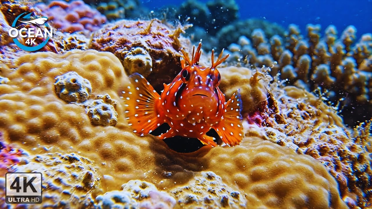 4K Coral Reef Aquarium 🐳 Sea Animals in Crystal Clear Water | Stress Relief & Sleep