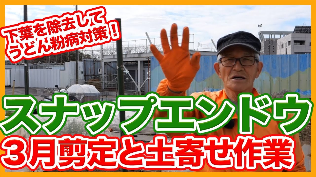 家庭菜園や農園のスナップエンドウ栽培でサヤを大きくする脇芽剪定と脇芽を減らす土寄せ方法を解説！【農家直伝】Tips for cutting snap pea side buds and soiling