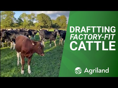 Drafting factory-fit cattle on dairy-beef farm in Co. Kilkenny