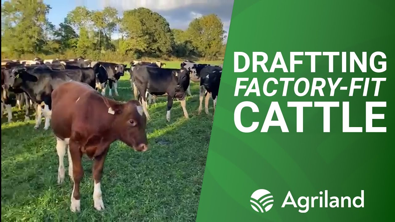 Drafting factory-fit cattle on dairy-beef farm in Co. Kilkenny Drafting factory-fit cattle on dairy-beef farm in Co. Kilkenny