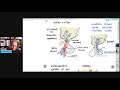 Androgens - What Controls Androgen Release? (Lecture 2)
