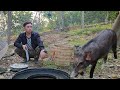 The Young Man Expanded His Farm To Raise Pigs And Cook Incredibly Delicious Snail Dishes 