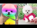 2024 Chó Phốc Sóc Mini 😍 Funny and Cute Pomeranian 😺🐶 | cute animals55