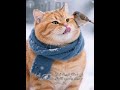 #قطط #قطط_لطيفة #cats #cute_cats #funny_cats #catlover #catlife #kittens #catvideos #اكسبلور #قطط
