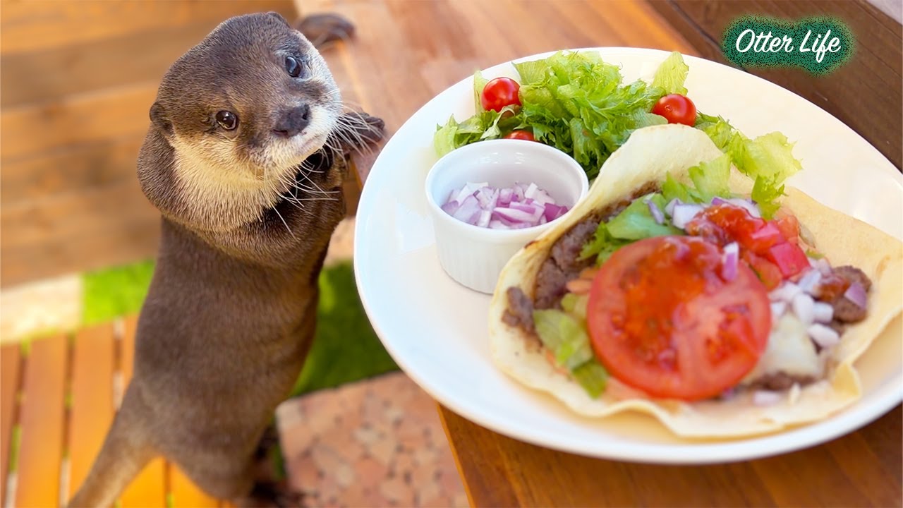 The Otter Started Begging My Lunch! - YouTube