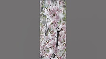 Thumbnail of Sakura 🎵 song