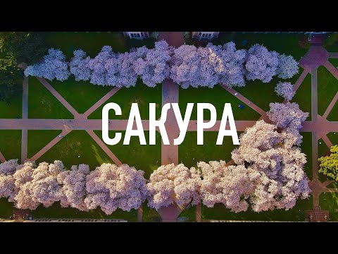 Видео: Где посмотреть цветение сакуры в Сиэтле