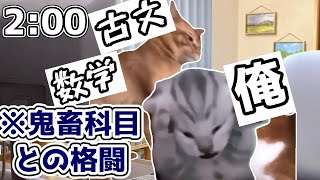 赤点高校生の定期テストとの戦い【猫ミーム・猫マニ・catmemes・日常】