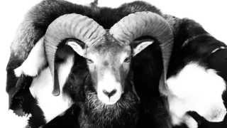 Video Ovye Shoes Fw 1415