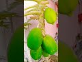 Papaya tree filled with fresh unripened papayas 🌿🥭 | Healthy Papayas | Leelu Vibes #papayatree