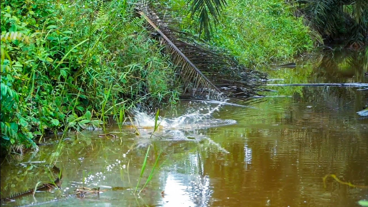 PARIT PENUH PELEPAH SAWIT INI DIHUNI BANYAK IKAN GABUS !!! 🔥 