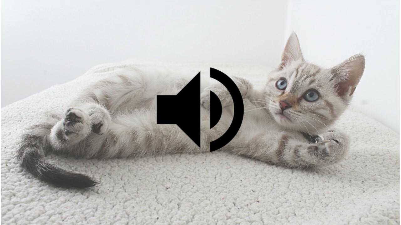 Cat Meow Sound Effect HD YouTube
