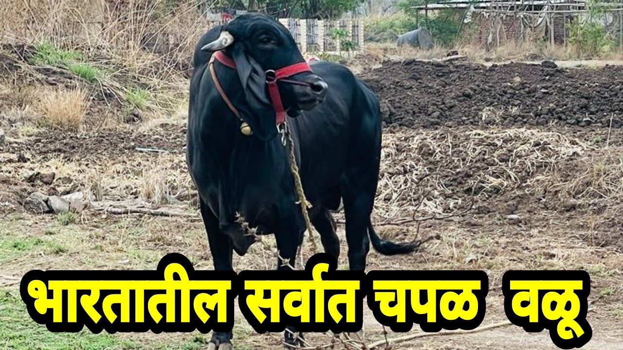 भारतातील सर्वात चपळ गिरजातीचा वळू विक्रीसाठी उपलब्ध आहे |Gir bull sale in maharashtraIndia