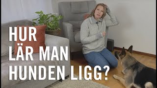 Hur lär man hunden ligg?