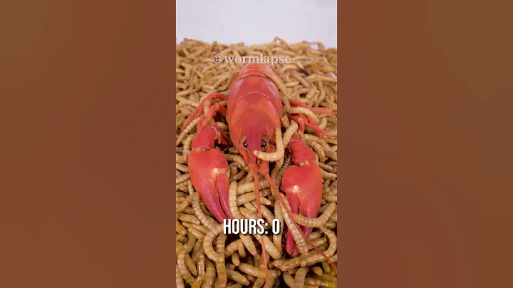 10 000 Mealworms vs. CRAYFISH - DayDayNews