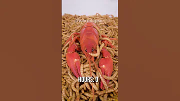 10 000 Mealworms vs. CRAYFISH